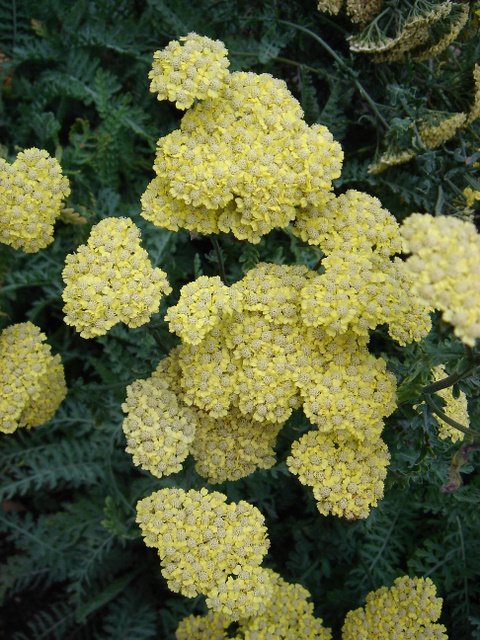 Achillea millefolium
